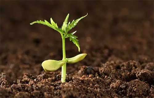 1515382749967096.jpg 20170221100246291.jpg